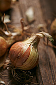 An onion (close-up)