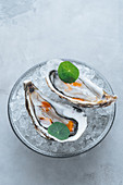 Oysters on Ice cube on a bowl in a white background