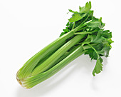 A fresh celery stalk on a white background
