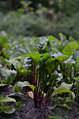 Beet leaves beet growing in the field beet patches