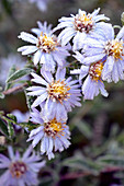 Michaelmas daisies covered in hoarfrost