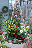 Hanging decoration with skimmia fruit, Christmas rose and sugar loaf spruce in a wreath of tendrils, decorated with cones