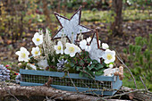Box with white plants: Christmas rose, budded heather and cyclamen, stars made of bark