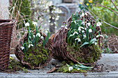 Snowdrops with moss in homemade baskets