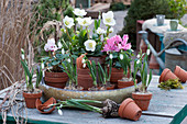 Clay pots with snowdrops, Christmas rose and cyclamen