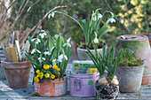 Arrangement with snowdrops and winterling in tin can, grape hyacinth without pot, clay pot with stick-in labels and box with seed bags
