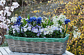 Basket box with horned violets, milk star and net iris