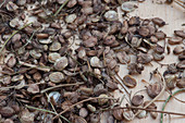 Dried parsnip seeds