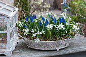 Grape hyacinths 'Blue Pearl' and Milky Star in a flat zinc bowl, mini greenhouse