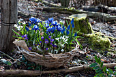 Korb mit Krokus 'Tricolor', Netziris, Milchstern und Traubenhyazinthen 'Blue Pearl' im Garten