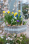 Basket with daffodils 'Tete a Tete', milk star, crocus 'Tricolor' and grape hyacinths hung on an ornamental cherry, onions as decoration