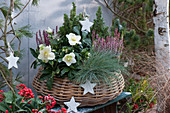 Basket with Christmas rose, budding heather, blue fescue and sugar loaf spruce, wooden stars as decoration
