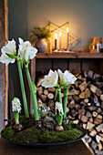 Bowl planted with white amaryllis, hyacinths and moss