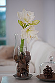 White amaryllis and pine cones in glass vase