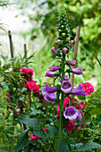 Violetter Fingerhut blüht im sommerlichen Garten