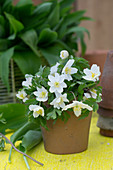Small bouquet of wood anemones