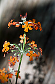 Orangefarbene Blüten der Yunnan-Primel (Primula chungensis)
