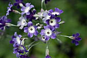 Blau-weiße Blüten der Primel 'Primula alpicola var. violacea'