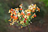 Variable Glockenprimel (Primula florindae Keillour Hybrids)