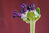 Purple show primrose (Primula x auricula Doublet) 'Berit', macro shot