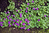 Purple flowers of the carpet primula (Primula juliae)