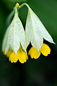 Hohe Wiesenschlüsselblume (Primula veris ssp. macrocalyx), Gelbe hängende Blüten, Makro