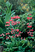 Rot blühende Etagenprimel (Primula bullesiana)