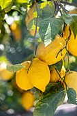 Lemons on a tree (Amalfi Coast, Italy)