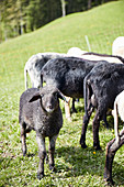 Alpines Steinschaf sheep, Wimbachklamm, Ramsau bei Berchtesgaden, Bavaria, Germany