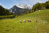 Alpine pigs near Berchtesgaden, Bavaria, Germany