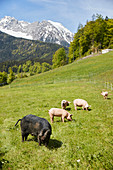 Alpenschweine bei Berchtesgaden, Bayern, Deutschland
