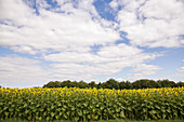 A sunflower field, Saarland, Germany