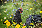 Young hens in a field of flowers
