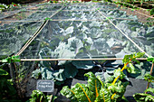 A vegetable garden covered with a protective net