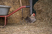 A cockerel sitting next to a pitch fork and a wheelbarrow