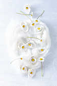 Daisies in white seashells on piece of felting wool