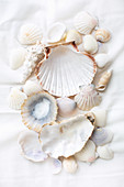 Still-life arrangement of various seashells on white fabric