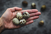 Fresh quail eggs in woman's hands on gray background