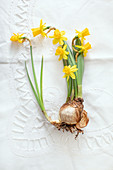 Flowering narcissus bulb on white tablecloth with drawn thread work
