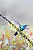 A hummingbird at a nectar feeding station, Lodge Los Quetzales, Costa Rica, Central America