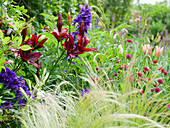 Dark red 'Foreigner' lily with delphinium, Macedonian widow flower 'Mars Midget' and hair grass