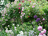 Climbing roses 'Climbing Iceberg', 'Frau Eva Schubert', 'Laguna' and 'Constance Spry' growing behind allium, peonies, and bluebells