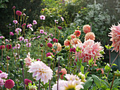 Bed with dahlias 'Burlesca', 'Wizard of Oz', 'Ace Summer Sunset', 'Penhill Watermelon' and decorative basket 'Rose Picotee'