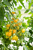 Large bunch of tomatoes in a greenhouse