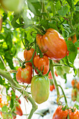 Am Strauch hängende Tomaten der Sorte Andenhorn