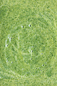 Grüner Muntermacher-Smoothie (bildfüllend)