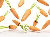 Carrots, illustration