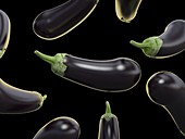 Eggplants, illustration