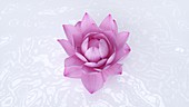 Lotus flower, illustration