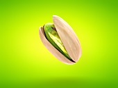 Pistachio, illustration